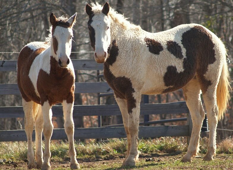 Curly horses